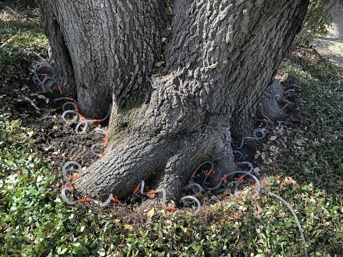 Detailed Tree Cabling and Bracing job site in Clam Gulch